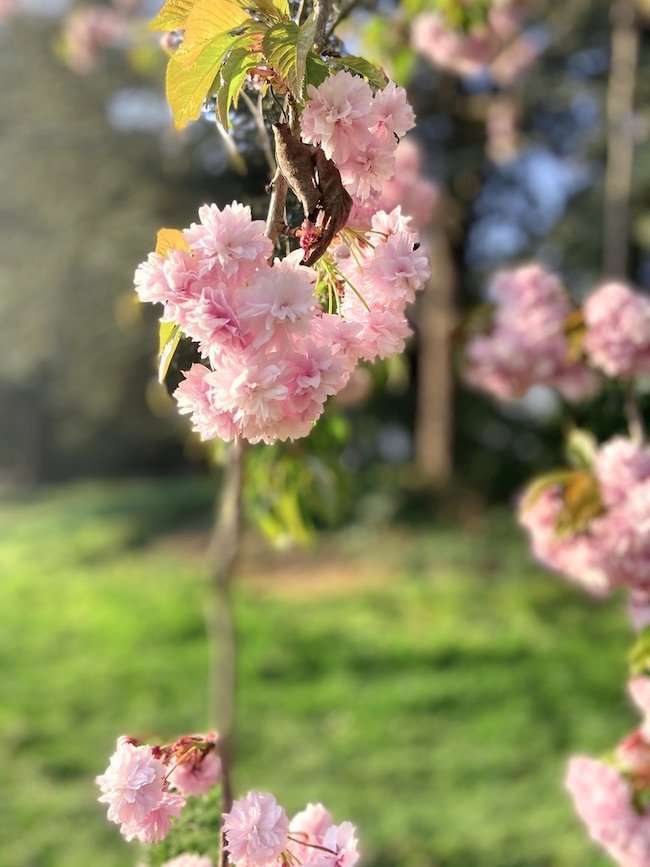 Sentieri tranquilli nei parchi di Londra Gunnersbury Park