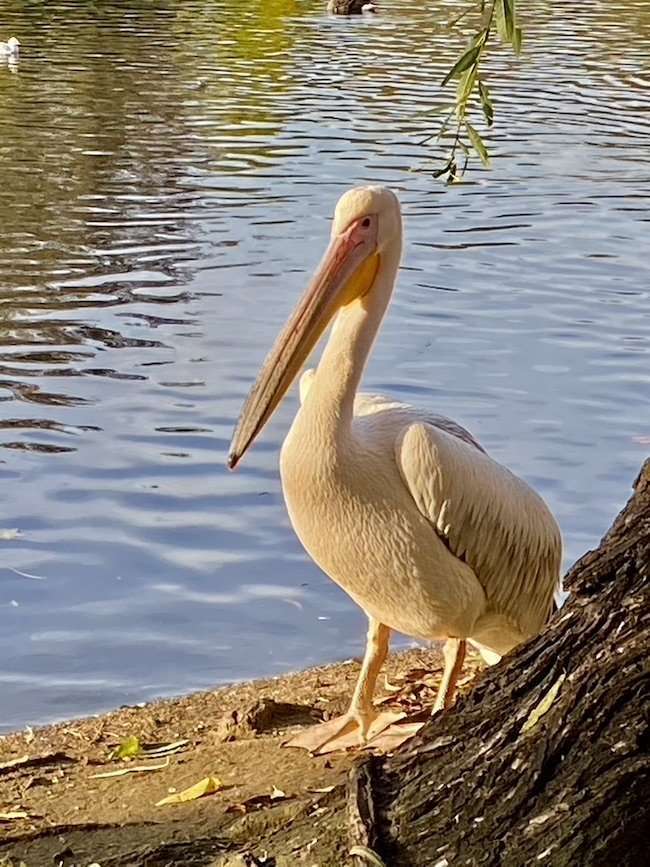 St James's Park London