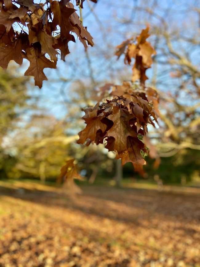 Sentieri tranquilli nei parchi di Londra Gunnersbury Park