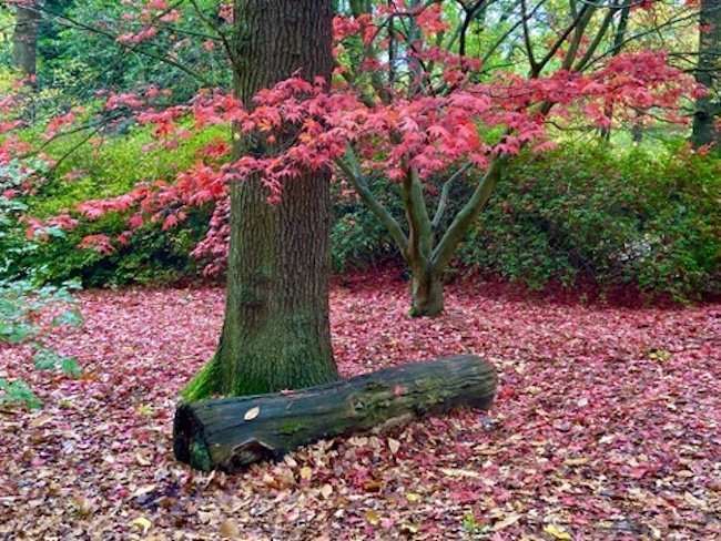 Parchi di Londra Isabella Plantation Richmond Park