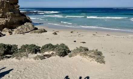 Viaggio in Australia: Natura selvaggia a Kangaroo Island